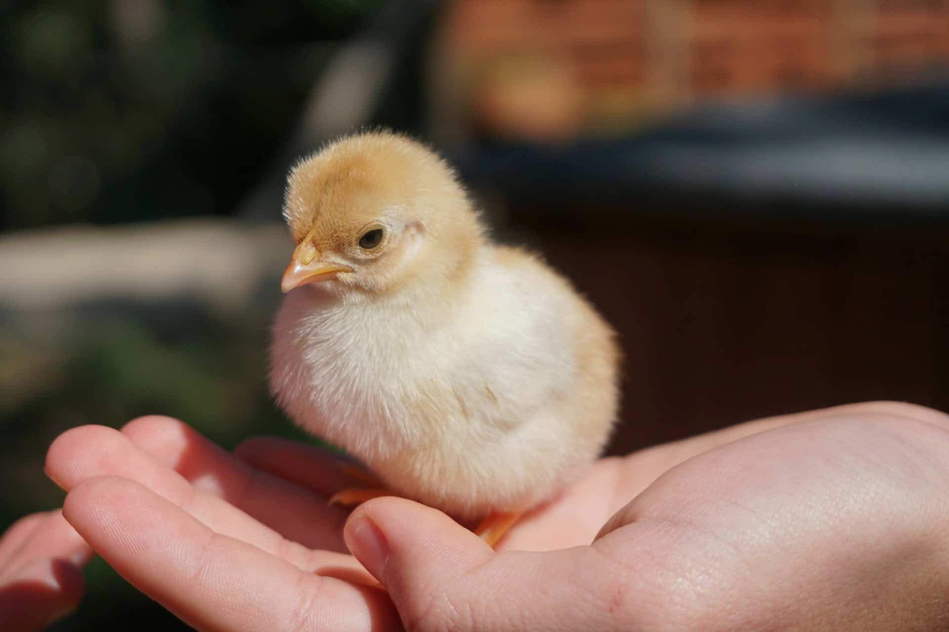 A small, fluffy yellow chick sits gently in the palm of a persons hand, with a blurred background of greenery and a building.