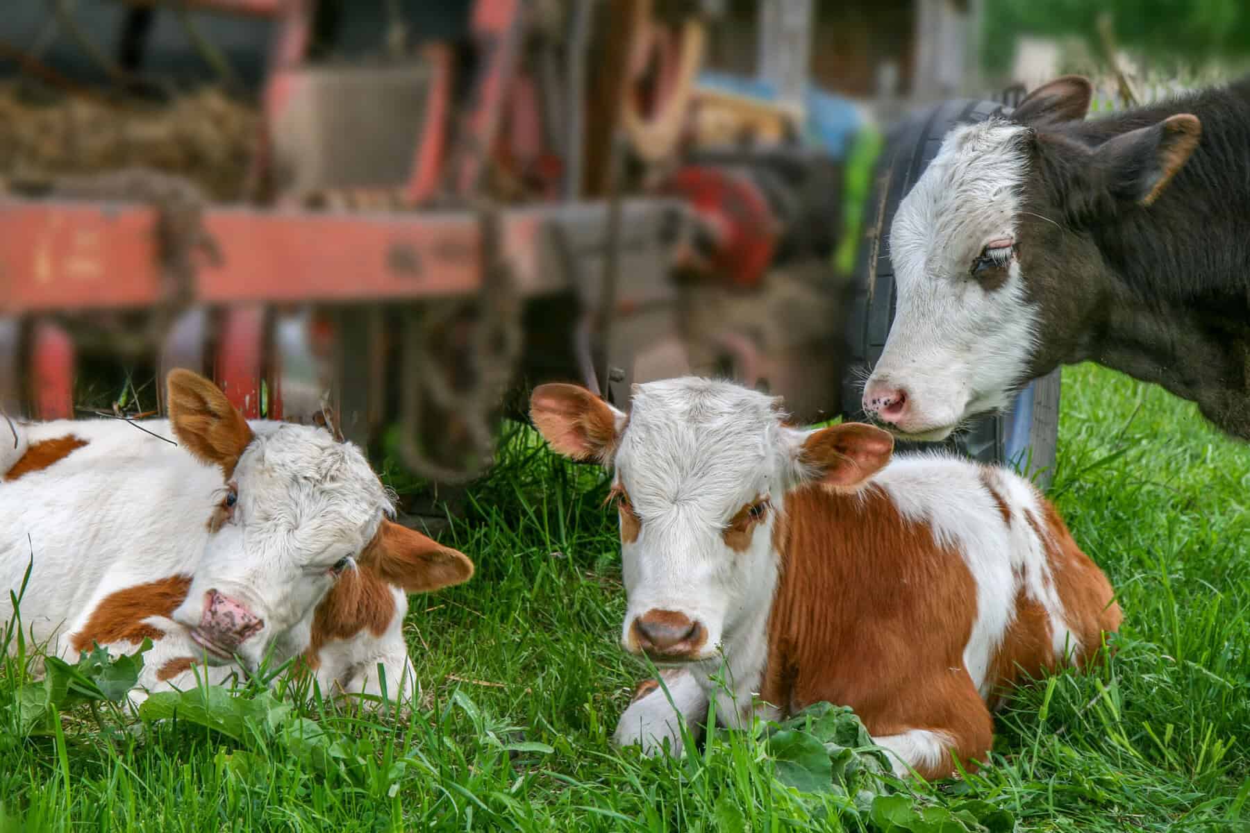 Cute baby calves and a goat resting on green grass in a farm setting.